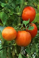 Lycopersicon esculentum 'Saint Pierre' - Tomato - fruit in growing plant