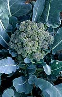 Brassica oleracea italica - Broccoli - ready to pick