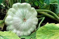 Cucurbita pepo 'Patisson'- Patty Pan Squash - fruit on growing plant