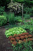 View over corner of vegetable bed near path, contains: Allium cepa - Onion, Lactuca sativa 'Lollo Rossa' - Lettuce - and green-leaved cultivar 
