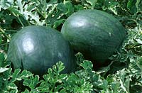 Citrullus lanatus - Watermelon 