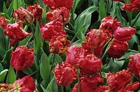 Tulipa - Parrot tulip 