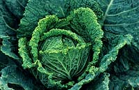 Brassica oleracea bullata - Cabbage 