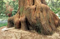 Sequoiadendron giganteum - Giant sequoia