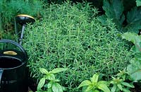 Satureja hortensis - Summer savory
