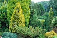 Mixed conifer garden, with Juniperus recurva, Thuja occidentalis and Thuya occidental. 