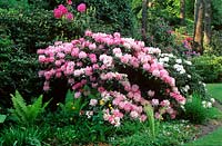 Rhododendron in shrub border with ferns and other groundcover, near woodland