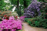 Different Rhododendron in flower in woodland garden 