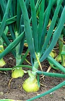 Allium cepa - Onion - growing in ground