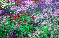 Verbena mixed flower colours in a bed