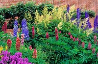 Aruncus dioicus, Delphinium and Lupinus - Lupin - in front of a brick wall