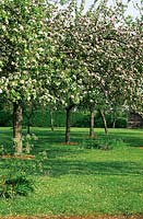 Malus - Apple - trees in blossom in grass 