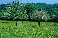 Malus - Apple - trees in rough pasture, trees beyond 
