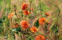 Dahlia with Hordeum - Foxtail Barley 