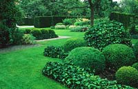 Bed with clipped Buxus ball underplanted with Hedera helix - Ivy 
