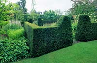 Taxus baccata - Yew hedging in formal garden. 