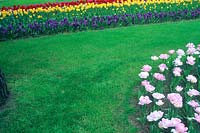Grass pathway with borders of Tulips and Muscari. 

