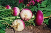 Brassica rapa - Turnip