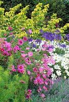 Mixed perennial border with Agapanthus and Cosmos. 

