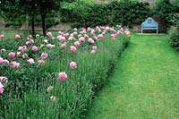 Lawn divides a Summer border planted with Lavander and peonies 