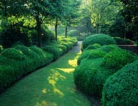 Buxus spp. in a shady border with a lawn separating the border 