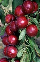 Prunus - prune