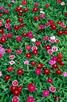 Dianthus chinensis - China pink