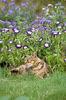 Domestic cat laying in a flower bed