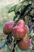 Pyrus spp. - pear