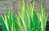 Iris pseudacorus - yellow flag iris