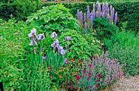 Mixed early summer border with Iris, Dianthus and Lupinus. 

