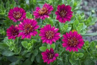 Osteospermum 'Special Erato Double Red' - African daisy