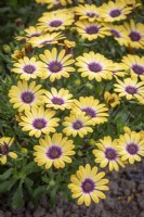 Osteospermum 'Special Erato Purple Eye' - African daisy