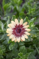 Osteospermum 'Erato Double Orange Centre' - African daisy