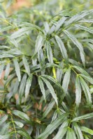 Mahonia eurybracteata 'Narihira' in November