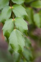 Mahonia japonica in November