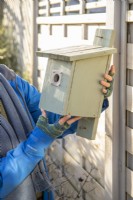 Woman taking down a bird box in Winter for cleaning and restoration