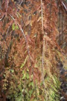 Taxodium distichum 'Cascade Falls' in November