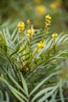 Mahonia eurybracteata subsp. ganpinensis 'Soft Caress'  in November