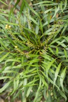 Mahonia eurybracteata subsp. ganpinensis 'Soft Caress'  in November