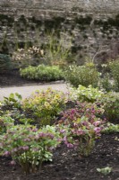 Winter planting in the South Garden at the Bishop's Palace, Wells in March including hellebores and dogwoods.