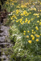 Daffodils and primroses on the bank of the moat at the Bishop's Palace, Wells in March