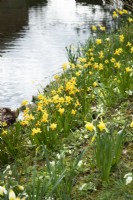 Daffodils and primroses on the bank of the moat at the Bishop's Palace, Wells in March
