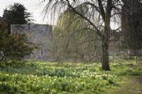 Daffodils in the arboretum at the Bishop's Palace, Wells in March