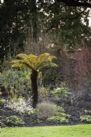 Tree fern in a border in the garden of the Bishop's Palace, Wells in March
