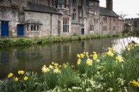 Moat fringed with daffodils at the Bishop's Palace, Wells in March