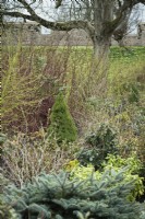Winter borders in the South Garden at Bishop's Palace, Wells in March including Picea glauca var. albertiana 'Conica', bluish Picea pungens 'Globosa', cornus and mahonias.