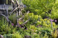 The Stumpery at Arundel Castle in May where sculptural tree stumps are surrounded by lush planting including ferns, alliums, euphorbias, Aquilegia 'Nora Barlow' and hostas with liquidambars adding height.