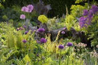 Alliums, ferns and Aquilegia 'Nora Barlow' in the Stumpery at Arundel Castle, West Sussex, in May