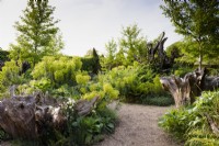 The Stumpery at Arundel Castle, West Sussex, in May with big tree stumps surrounded by lush planting including euphorbias, liquidambar, aquilegias, ferns and chives.